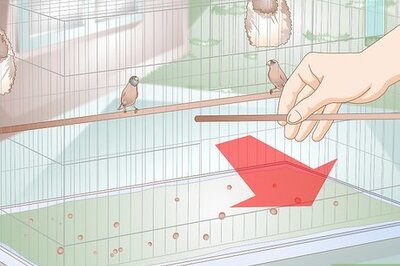 How to Disinfect a Finch Cage