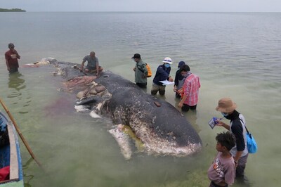 Garbage-strewn Beaches, Plastic-Filled Whales: G20 to Tackle Ocean Waste, Abe Says Japan Will Lead