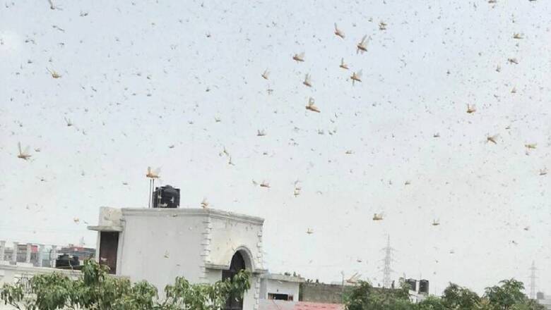 After Breeding Along Indo-Pak Border Areas, Locust Swarms Move to Greener Pastures, May Return to Rajasthan