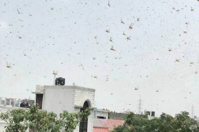 After Breeding Along Indo-Pak Border Areas, Locust Swarms Move to Greener Pastures, May Return to Rajasthan