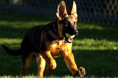 US President Introduces Newest Biden 'Commander' as First Pup Takes Internet by Storm