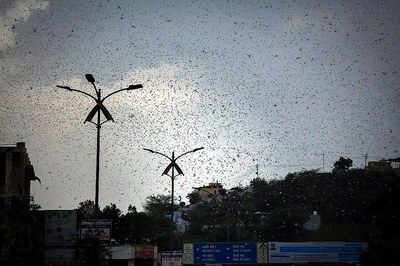 Locust Attack: NGT Dismisses Plea for Implementation of Centre's Contingency Plan