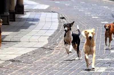 Delhi: Girl Child Suspected to Have Been Mauled to Death by Stray Dogs