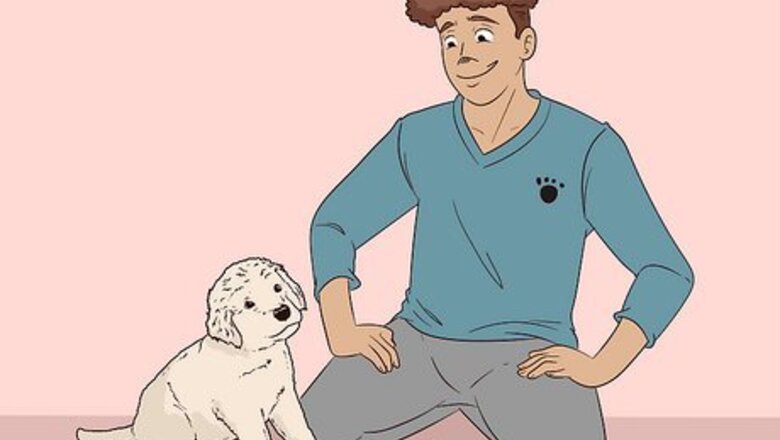 How to Buy a Golden Retriever Puppy