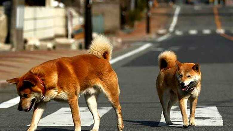 Mumbai: HC upholds conviction based on dog's evidence