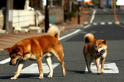 Mumbai: HC upholds conviction based on dog's evidence