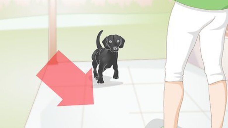 How to Create a Feeding Routine for Your Dog