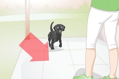How to Create a Feeding Routine for Your Dog