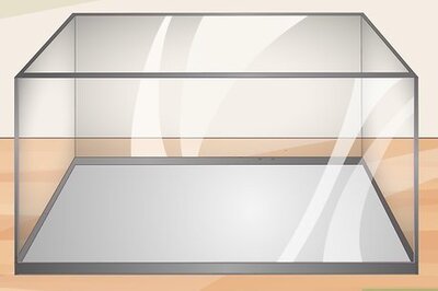 How to Set Up an Axolotl Tank