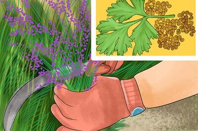 How to Harvest Herbs