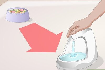 How to Train Your Cat to Use a Pet Fountain