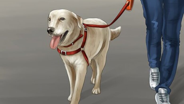 How to Know if a Head Halter Is Right for Your Dog