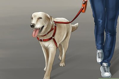 How to Know if a Head Halter Is Right for Your Dog