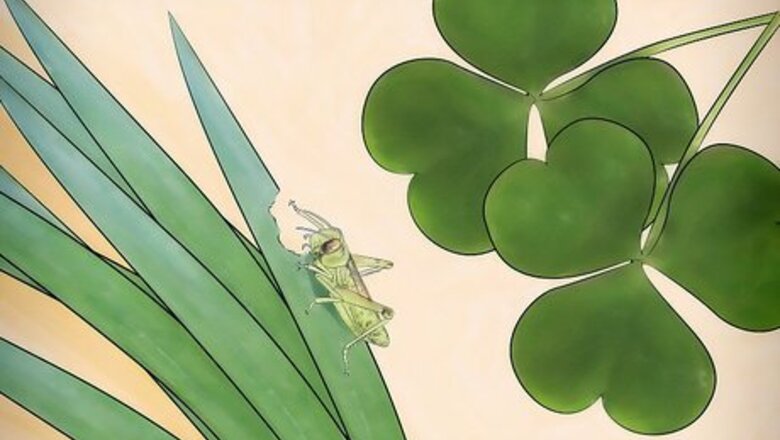How to Feed a Grasshopper