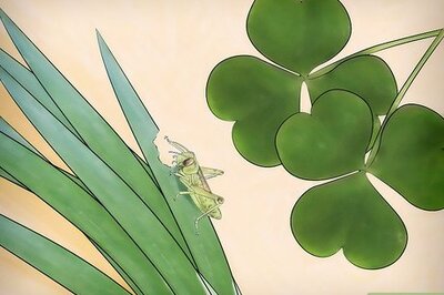 How to Feed a Grasshopper