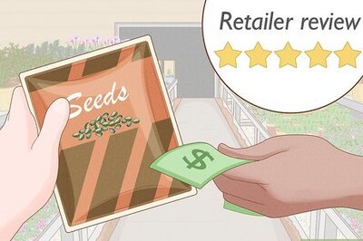 How to Grow Royal Gorilla