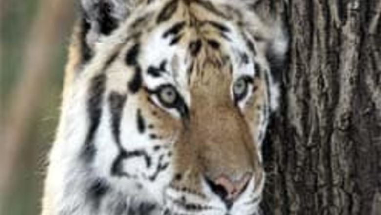 Artificial insemination for Siberian tigers