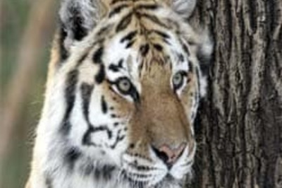 Artificial insemination for Siberian tigers