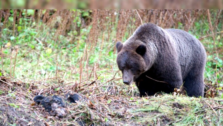 Family Raises A Dog For 2 Years Only To Find Out It’s An Endangered Bear