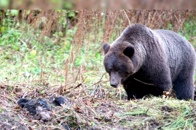 Family Raises A Dog For 2 Years Only To Find Out It’s An Endangered Bear