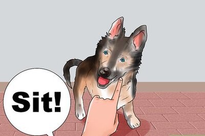 How to Train a German Shepherd