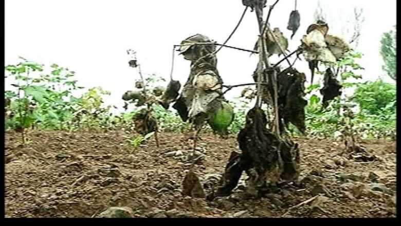 Lavish marriages, children's education in private schools to loan sharks reasons for farmers' suicides, Telangana tells Hyderabad HC