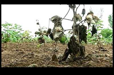 Lavish marriages, children's education in private schools to loan sharks reasons for farmers' suicides, Telangana tells Hyderabad HC