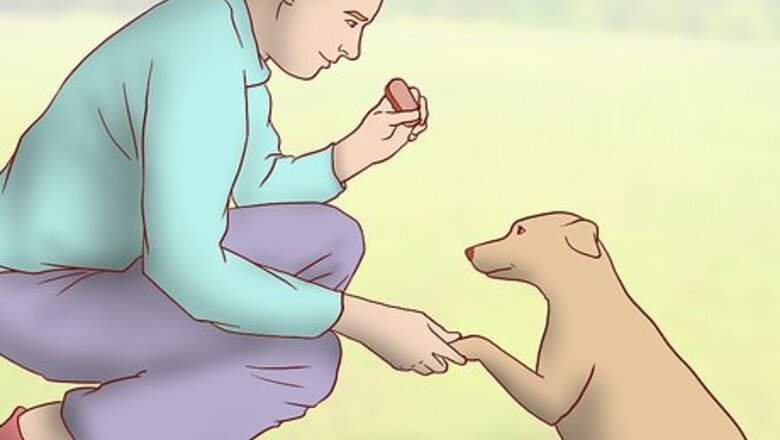 How to Evaluate Your Reasons for Wanting a Dog