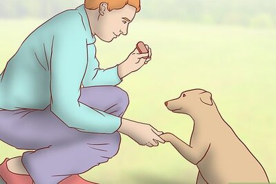 How to Evaluate Your Reasons for Wanting a Dog
