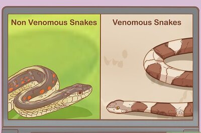 How to Find a Snake