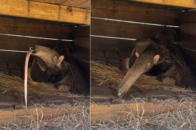 We Bet You Haven't Seen This Video Of Anteater Yawning With Its Long Tongue Sticking Out