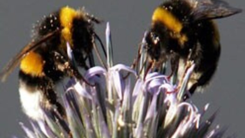 Birds and bees may be gay