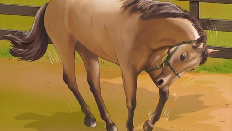 How to Stop Your Horse from Chewing Things