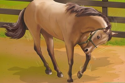 How to Stop Your Horse from Chewing Things