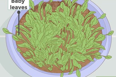 How to Harvest Spinach