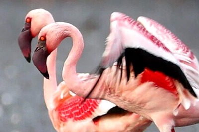 Flamingo Said To Be 'Unlucky In Love' Lays Her First-Ever Egg At 70